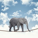 classic african elephant on rope